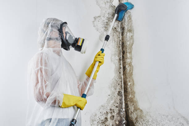 Best Post-Flood Mold Remediation in Wellsville, OH
