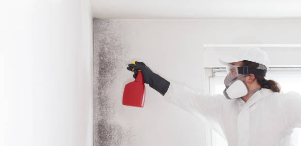 Best Basement Mold Remediation in Wellsville, OH