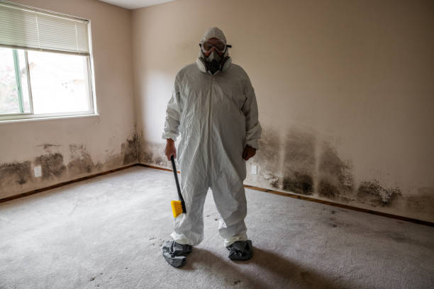 Best Residential Mold Remediation in Wellsville, OH